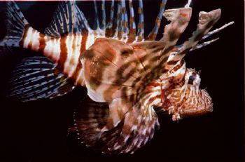 Lionfish, Red Sea, Nikonos V, 28 mm+close-up lens by Sosnowski Nicolai 